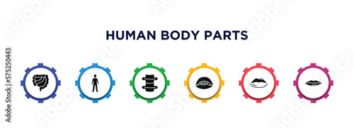 Fotografi human body parts filled icons with infographic template