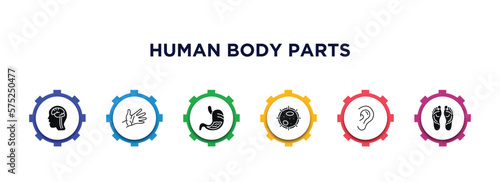 human body parts filled icons with infographic template. glyph icons such as brain inside human head, hand showing palm, stoh with liquids, big cellule, ear lobe side view, human footprints vector.