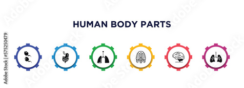human body parts filled icons with infographic template. glyph icons such as two spermatozoon, digestive system, respiratory system, human ribs, brain body organ, human lungs vector.
