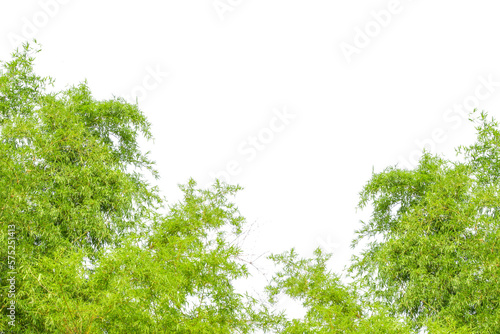 Bamboo leaves  Isolated on a white background. Images used for graphic work