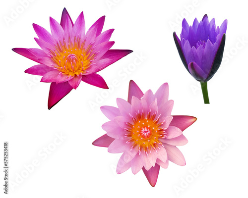 Lotus flowers on transparent Background  alpha channel