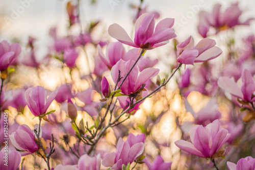 Pink Magnolia Sunset