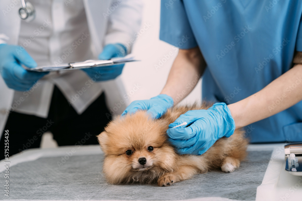 Cropped portrait of mature veterinarian examining ears and hearing of dog at vet clinic, copy space. Cropped portrait of mature veterinarian examining ears and hearing of dog at vet clinic, copy space.