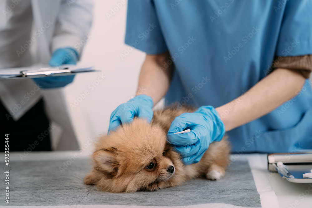 Cropped portrait of mature veterinarian examining ears and hearing of dog at vet clinic, copy space. Cropped portrait of mature veterinarian examining ears and hearing of dog at vet clinic, copy space.