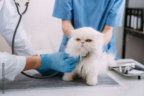 Fototapeta Naklejka Na Ścianę i Meble -  veterinary doctor using stethoscope for kitten. veterinary clinic.
