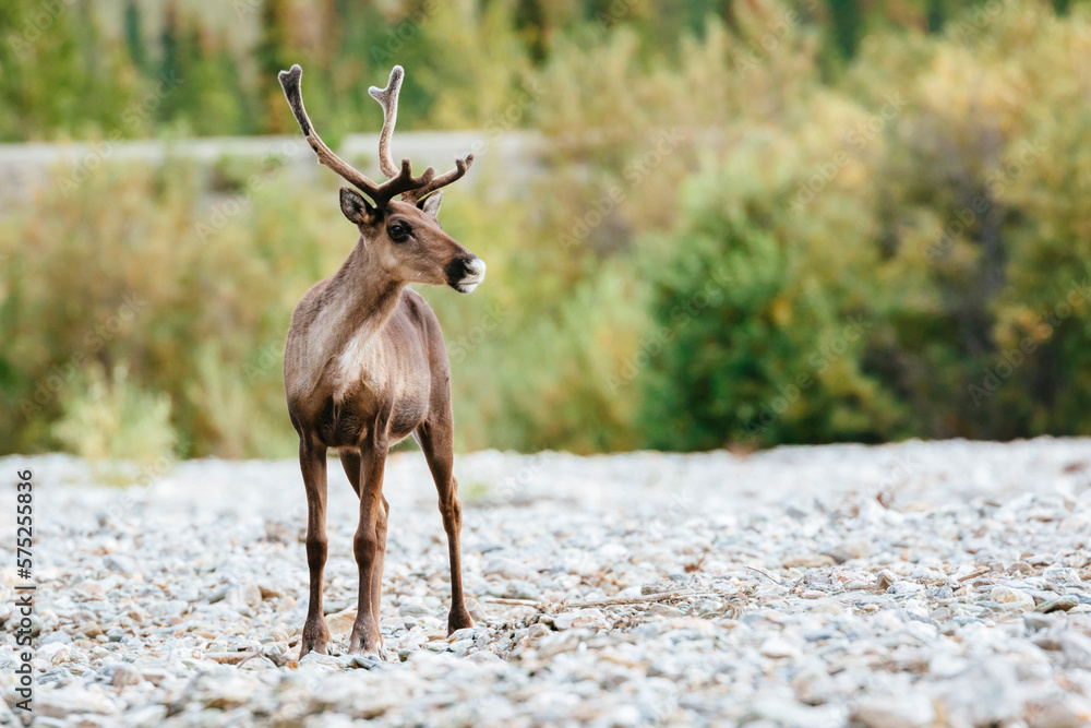 Portrait Of A Young Male Caribou Standing On A Gravel Bed Portrait Of A Young Male Caribou Standing On A Gravel Bed