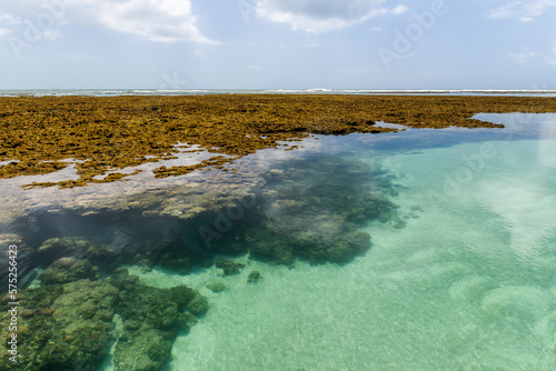 Natural pools on reefs, Boipeba Island, South Bahia, Brazil photo