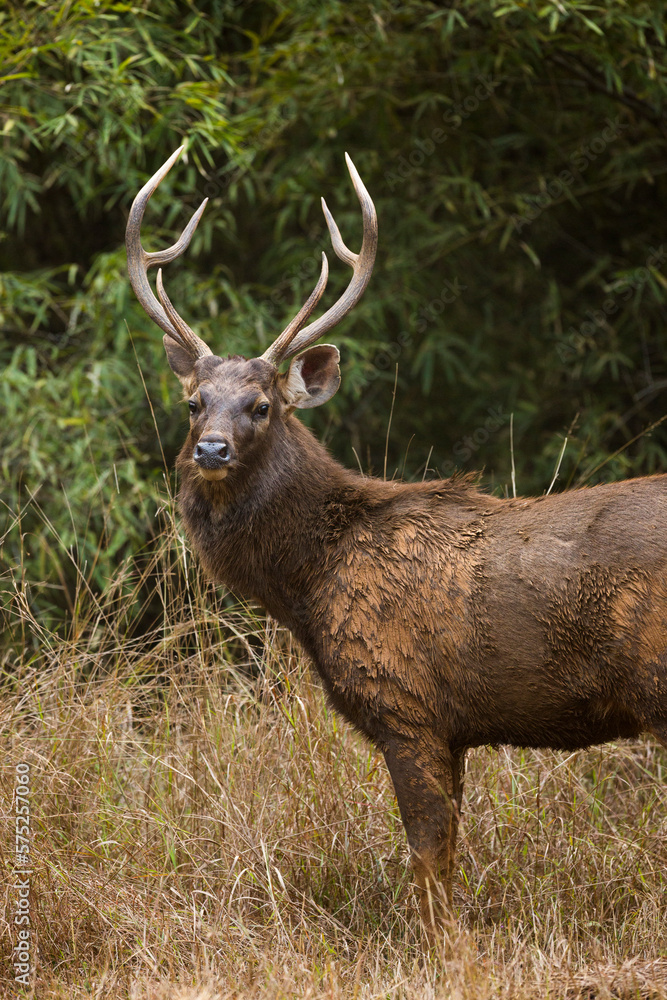 A Sambar deer (Rusa unicolor) in India's Bandhavgarh National Park. A Sambar deer (Rusa unicolor) in India's Bandhavgarh National Park.
