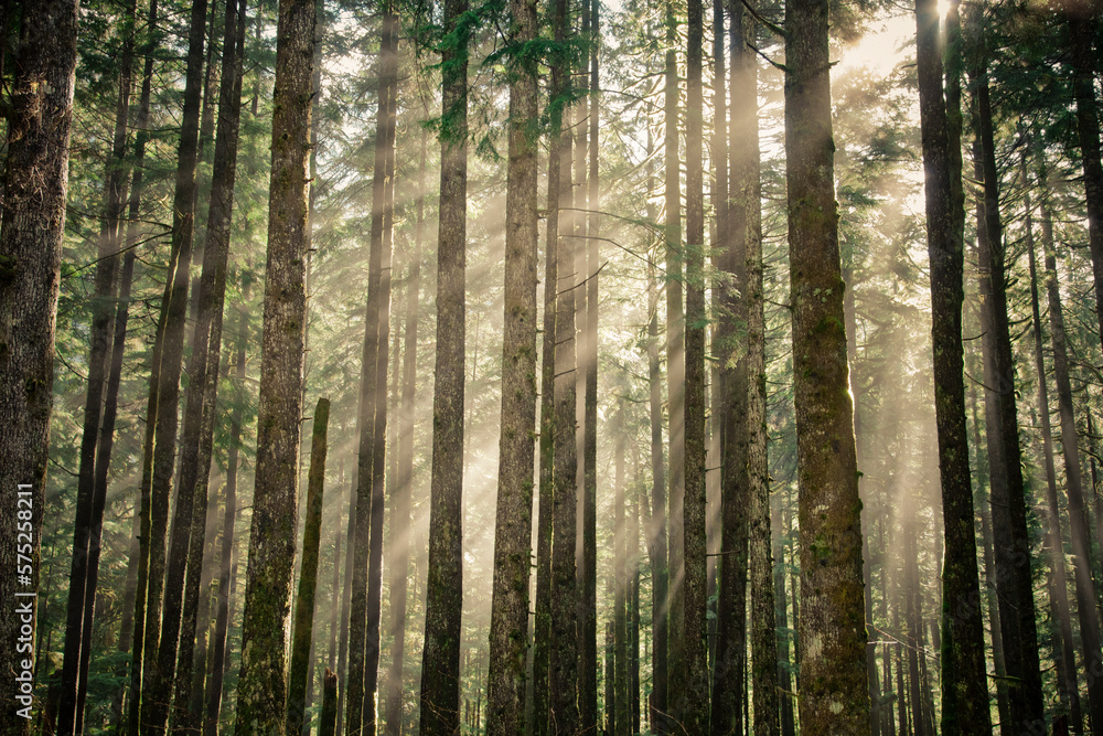 Morning sun rays shine through a lush forest Morning sun rays shine through a lush forest
