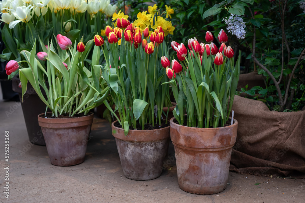 Tulips in large garden pots in the spring garden. Growing tulips.