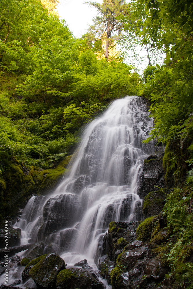 Fairy Falls waterfall cascades through the lush temperate rainforest. Fairy Falls waterfall cascades through the lush temperate rainforest.