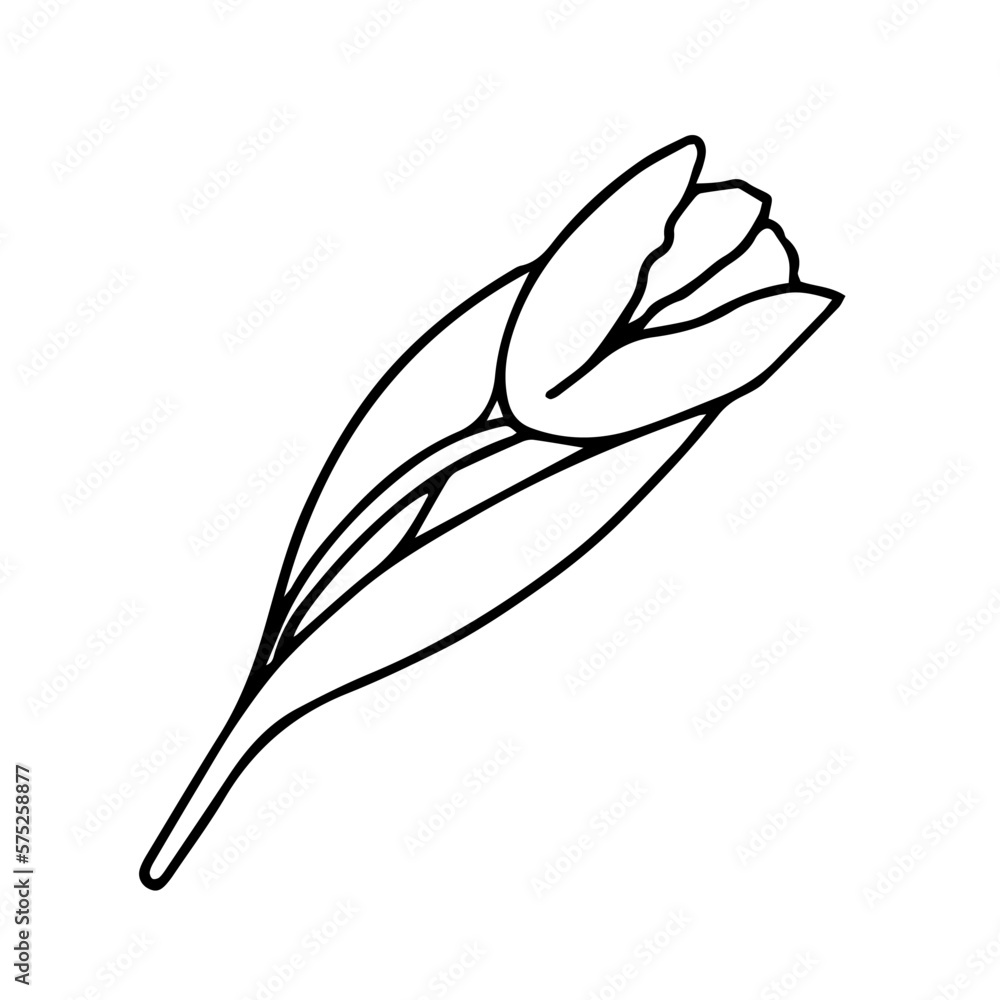 Doodle tulip, flowers for international women is day