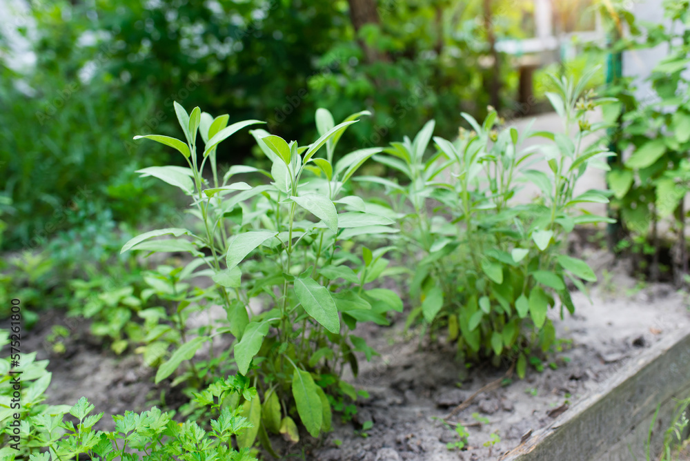 Sage officinalis (Salvia officinalis) stages of growth. green plants