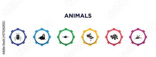 animals filled icons with infographic template. glyph icons such as beetle, walrus, swordfish, pelican, turtle, colibri vector.
