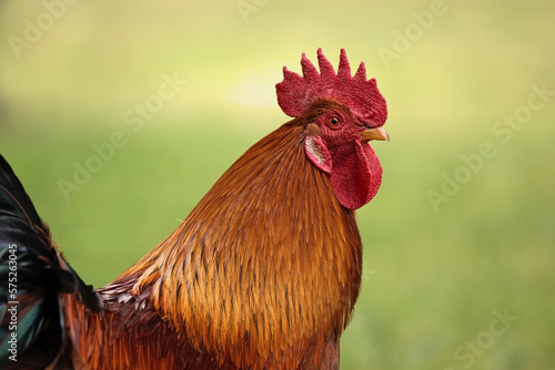 Domestic rooster (Gallus gallus domesticus) posing beautifully for the camera. Rooster close up. 