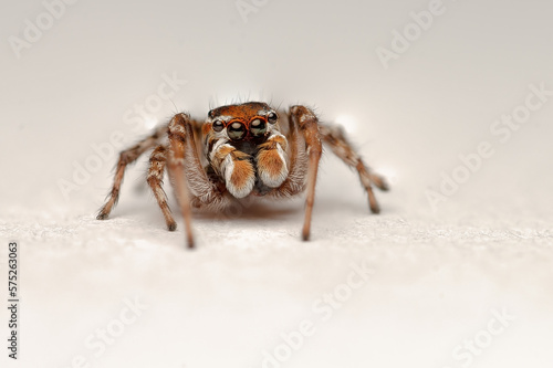 A jumping spider at close range. Beautiful little spider