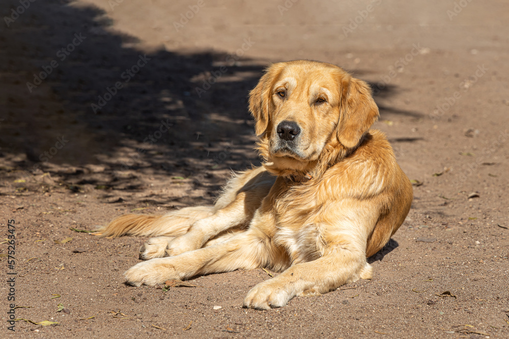 Beautiful big red labrador in a pink collar is a breed of dog smiling to their master and lies on the sand in sunny day Beautiful big red labrador in a pink collar is a breed of dog smiling to their master and lies on the sand in sunny day
