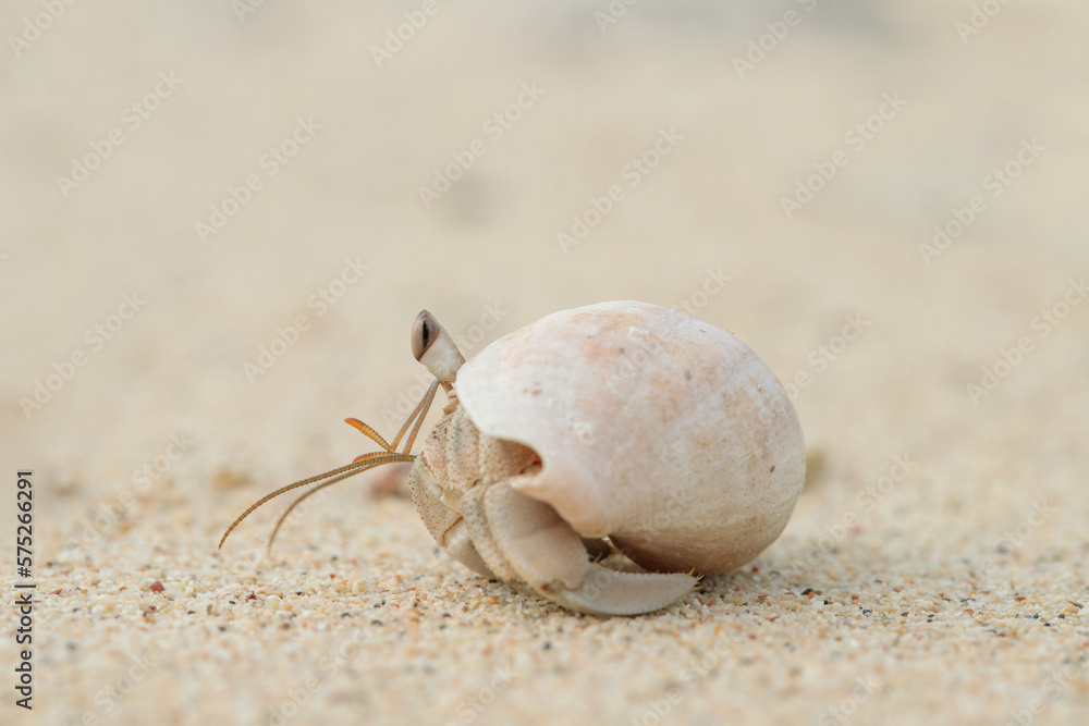 Hermit crab (Paguroidea) in a shell on a sandy the beach.
Hermit crab (Paguroidea) in a shell on a sandy the beach.