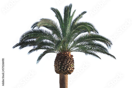 palm tree isolated on white