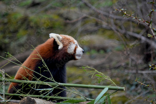 The adorable and cute Red Panda. Beautiful funny animal. Stock photo. photo