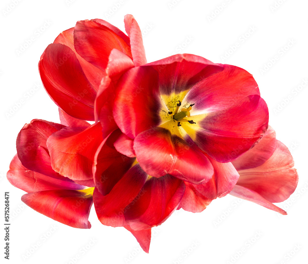 bouquet de tulipes rouges sur fond transparent bouquet de tulipes rouges sur fond transparent