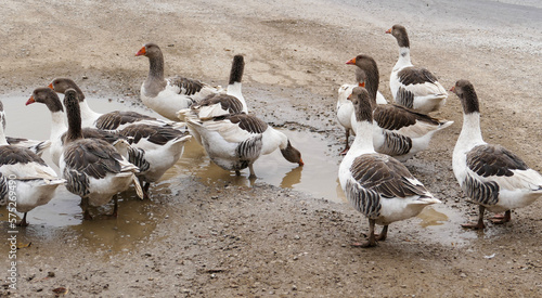 close-up of the geese feeding in the pond in the village, the way the geese are fed, © kodbanker