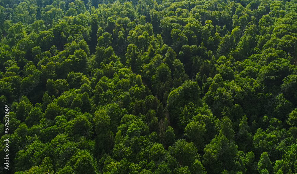 Green forest landscape. Aerial view over a beautiful virgin forest in a sunny day. Nature landscape.