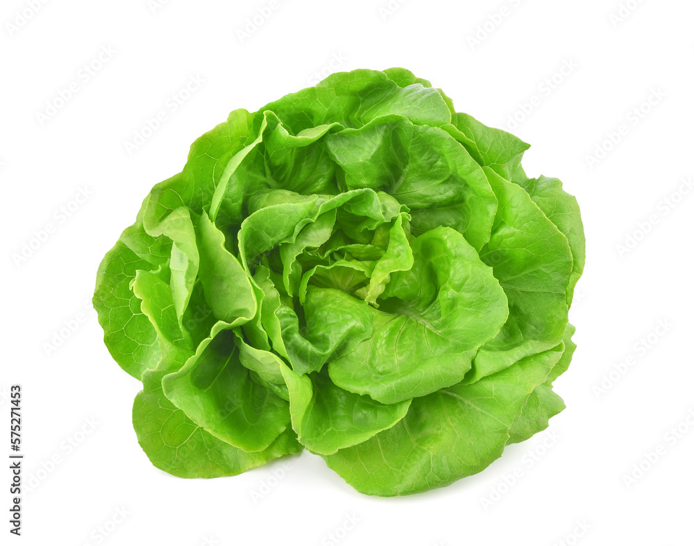 Green butterhead lettuce isolated on transparent background. PNG Green butterhead lettuce isolated on transparent background. PNG