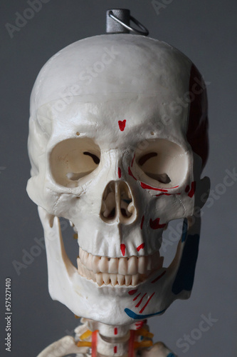 Human skull on gray background