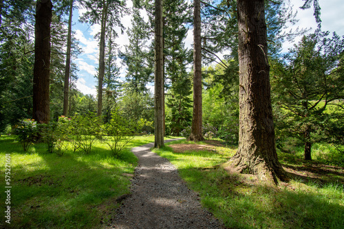 Pine tree forest at Cragside, near Rothbury, in Northumberland, UK photo