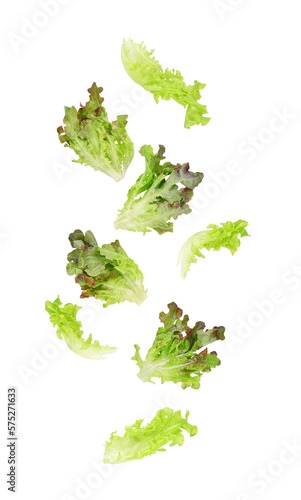 Fotografia Fresh salad red green lettuce leaves falling in the air isolated on transparent background