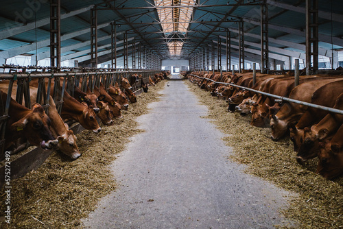 Jersey cows in a farm © Wojciech