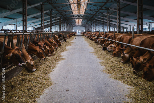 Obraz na płótnie Jersey cows in a farm w salonie