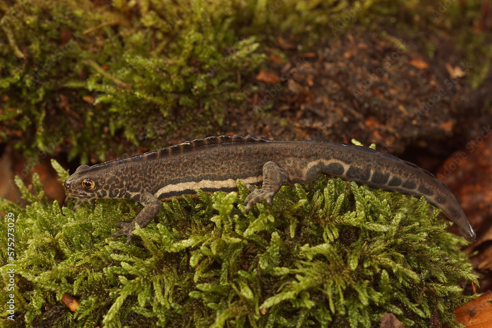 Naklejka premium Detailed closeup on the head of a male Northern banded newt ,Ommatotriton ophryticus