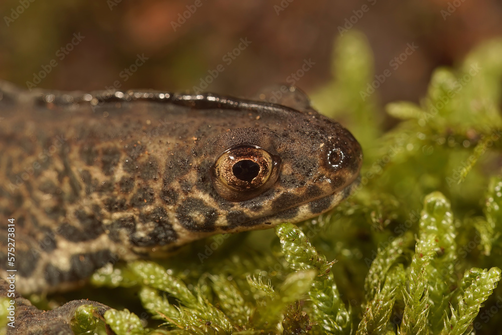 Detailed closeup on the head of a male Northern banded newt ,Ommatotriton ophryticus Detailed closeup on the head of a male Northern banded newt ,Ommatotriton ophryticus