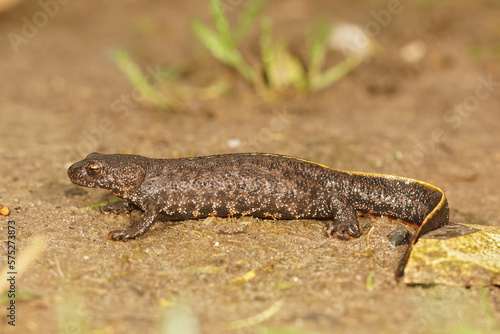 Closeup of a terrestrial Balkan crested newt, Triturus ivanbureschi sitting on the ground