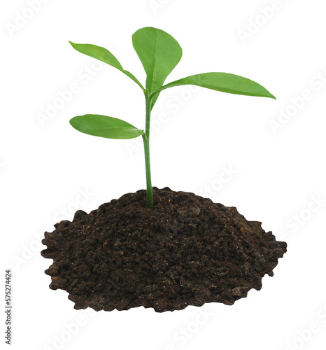 Fotografie Plant in fertile soil