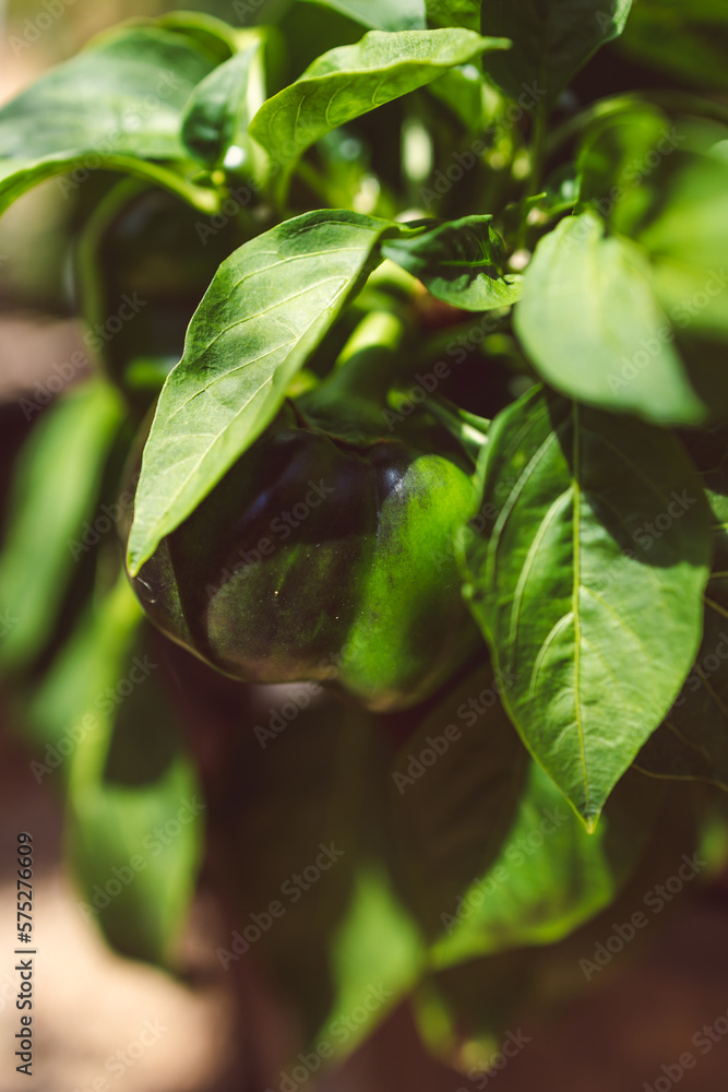 close-up of bell pepper capsicum plant outdoor growing into wine barrel as pot close-up of bell pepper capsicum plant outdoor growing into wine barrel as pot