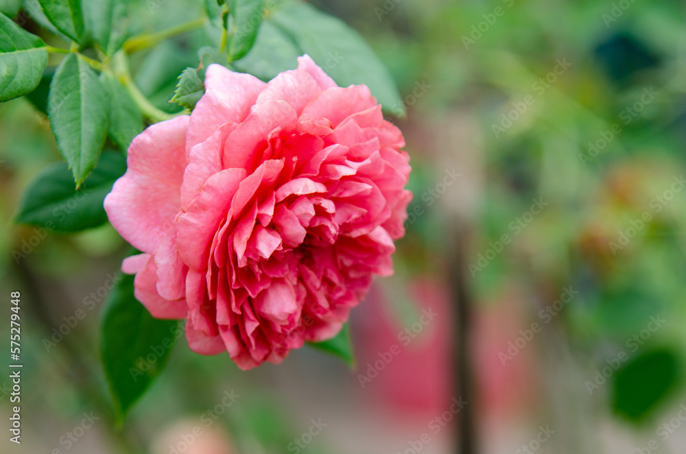 Rose flower flowers of love. Rose flower flowers of love.
