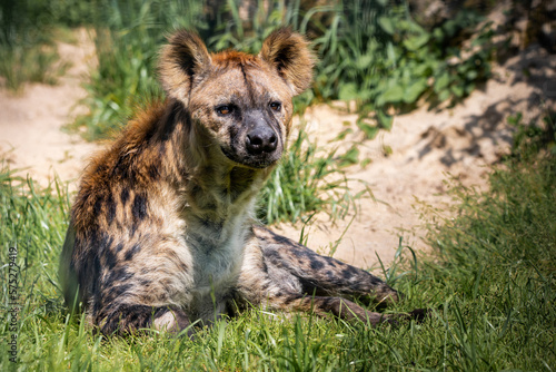 Laying hyena
