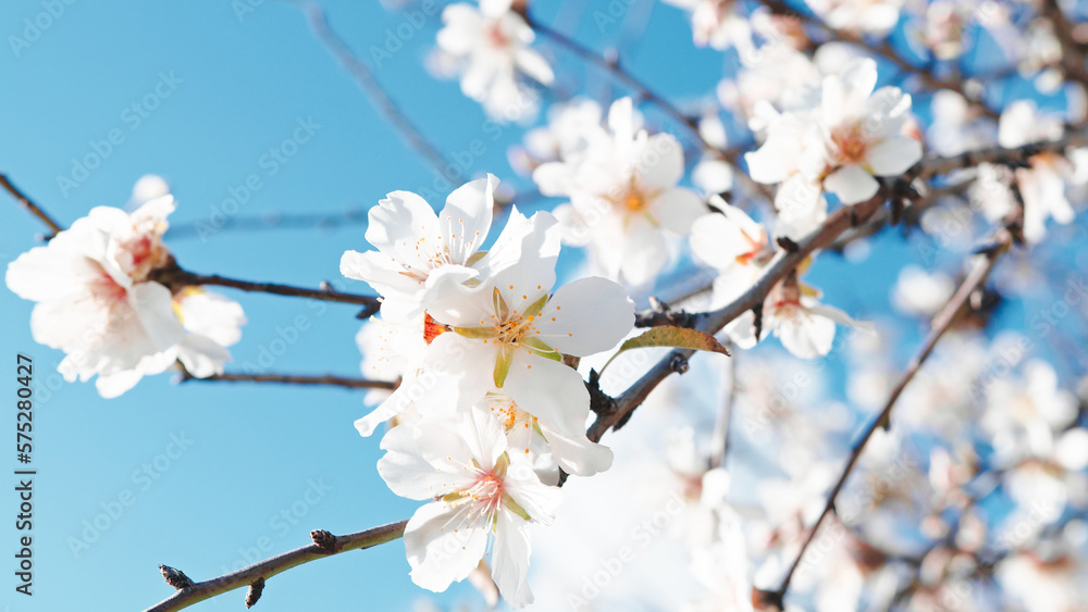 White flower on blossoming branches tree White flower on blossoming branches tree