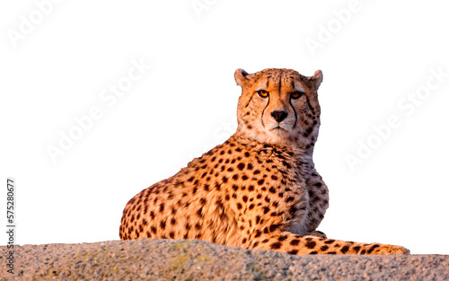 leopard isolated