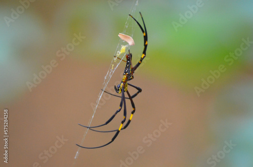 a Huge tropical spider on spiderweb at nature