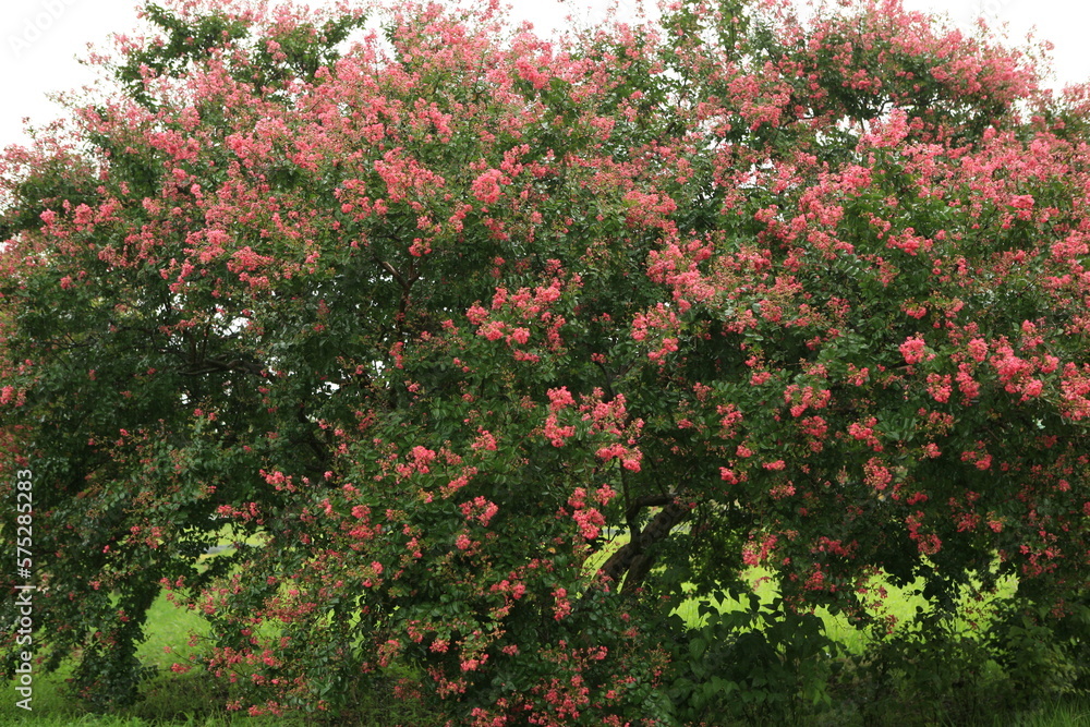 crape myrtle crape myrtle