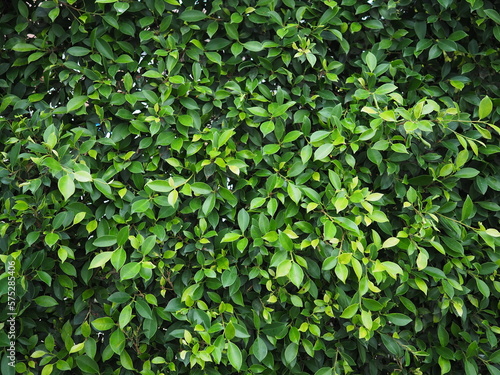 Background image of Ficus annulata (Ficus annulata) is a plant in the genus Poe. Korean ficus is a plant that tolerates flooding or humid conditions well. It is commonly grown as an ornamental plant 