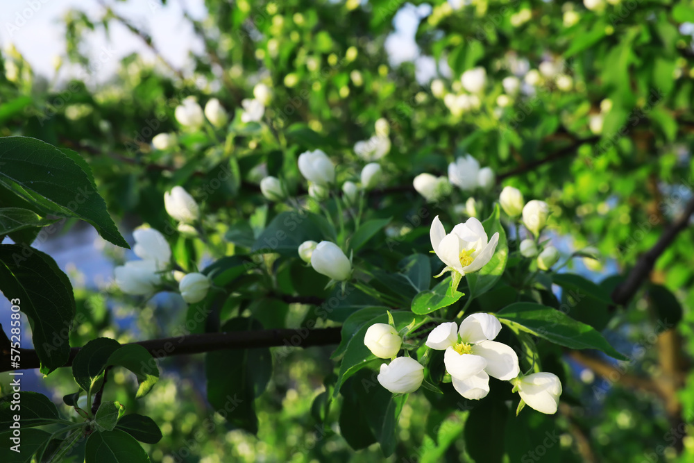 White flowers on a green bush. Spring cherry apple blossom. The white rose is blooming. White flowers on a green bush. Spring cherry apple blossom. The white rose is blooming.