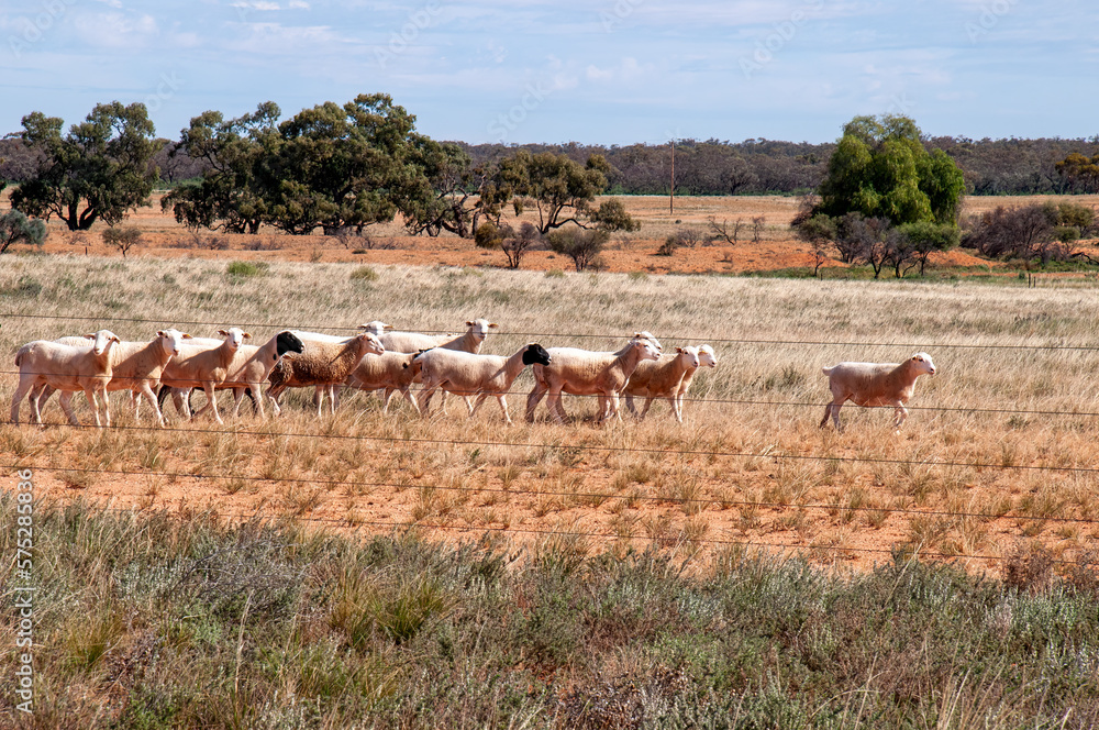 Pooncarie Australia, flock of sheep  in paddock in the outback