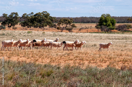 Pooncarie Australia  flock of sheep  in paddock in the outback
