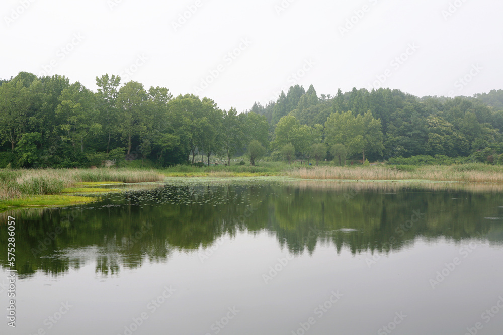 landscape of a pond in summer