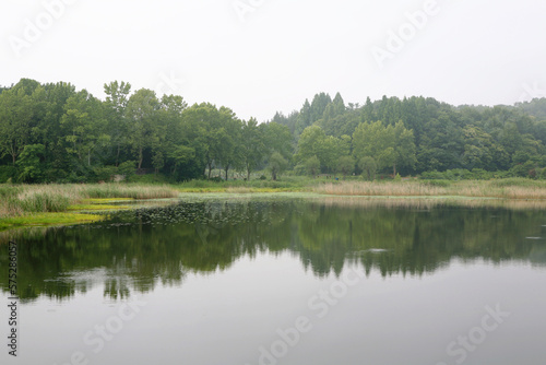 landscape of a pond in summer